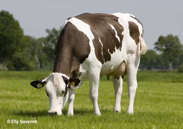 Rumgo koe
