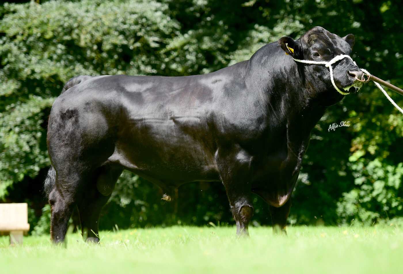 bunlahy john koe zwart